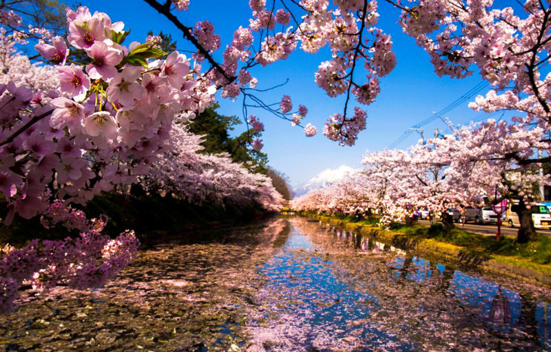 Sharp Sakura flowers on the left with blur background at Hirosaki Park. There are about 2600 cherry trees of 50 species blossoming and Hirosaki Park becomes known as a famous spot for cherry viewing.
