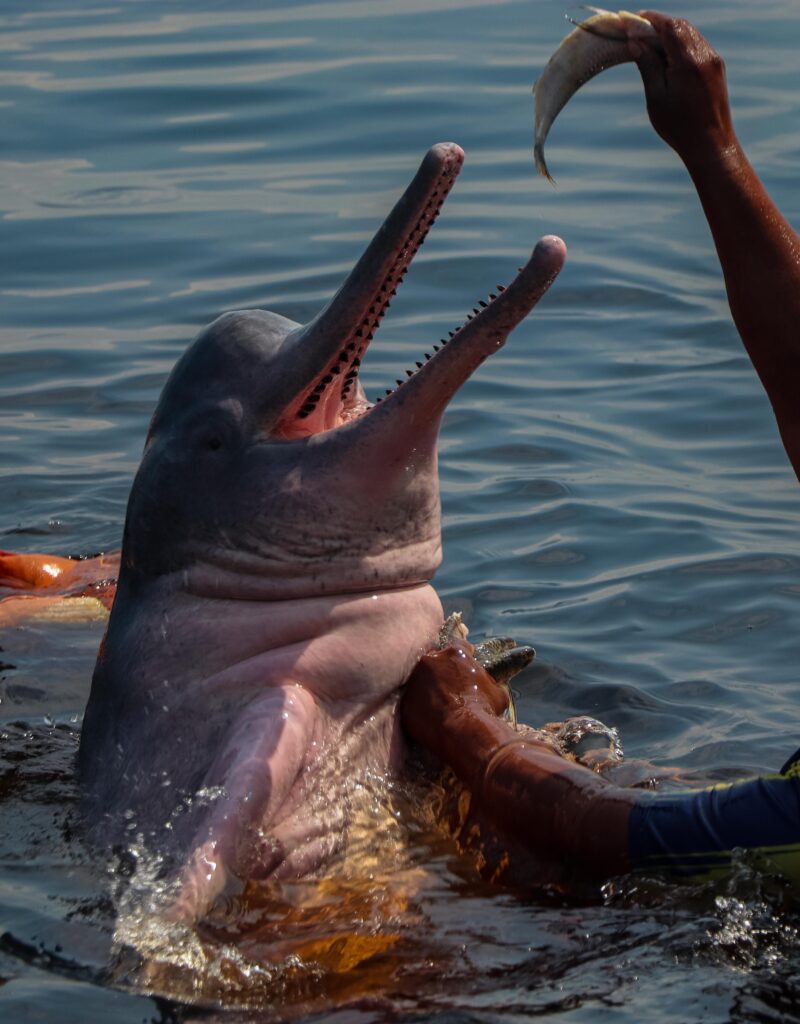 manaus-entre-a-historia-e-a-natureza-da-amazonia-8