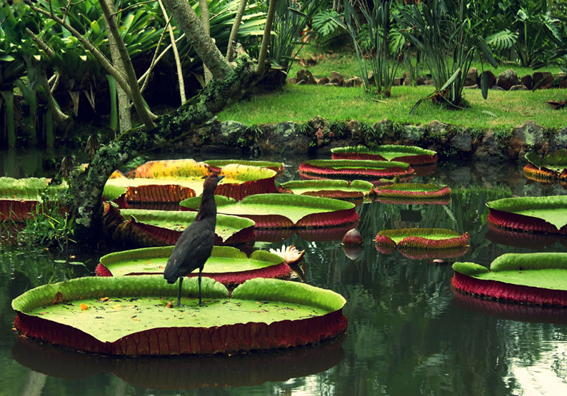 viagem-para-amazonas